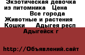 Экзотическая девочка из питомника › Цена ­ 25 000 - Все города Животные и растения » Кошки   . Адыгея респ.,Адыгейск г.
